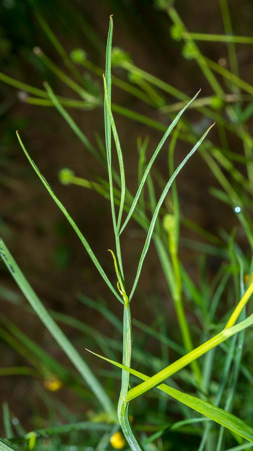 Oenanthe pimpinelloides / Finocchio acquatico comune